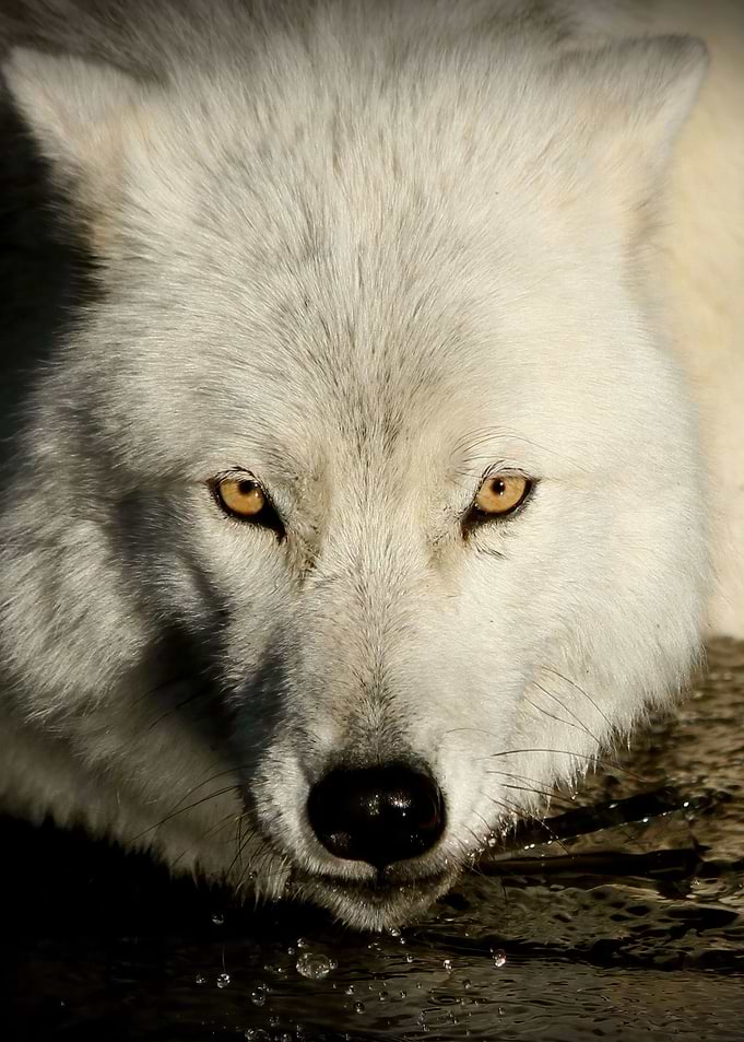 Arctic wolf close up