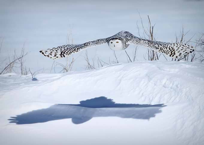 Snowy owl shadow