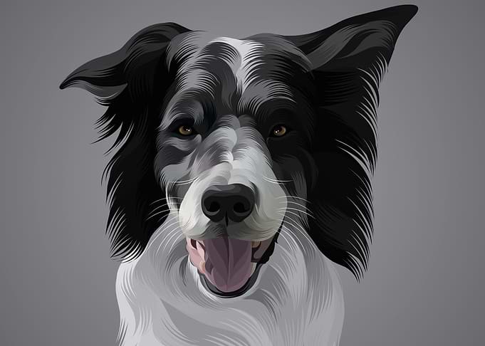 Jerman shepherd