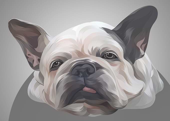 Bulldog