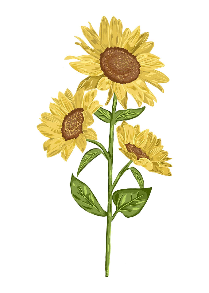 Sun Flower Botanical Art