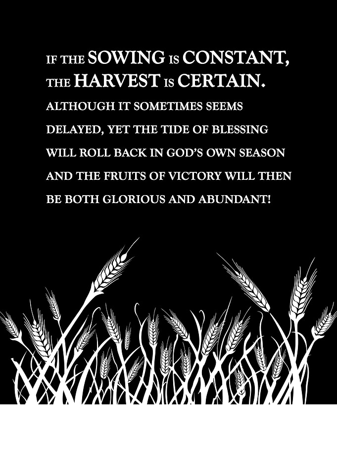 Sow Constantly