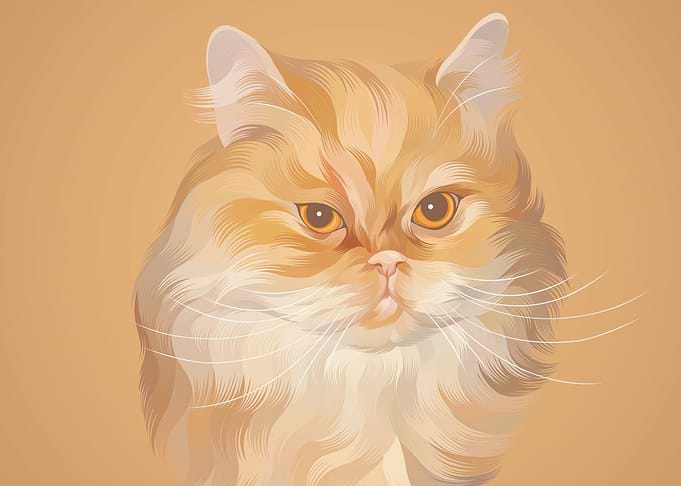 Cute cat