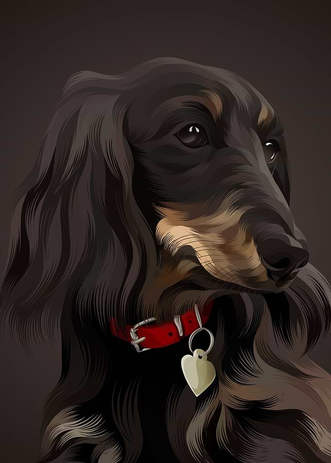 Dachshund