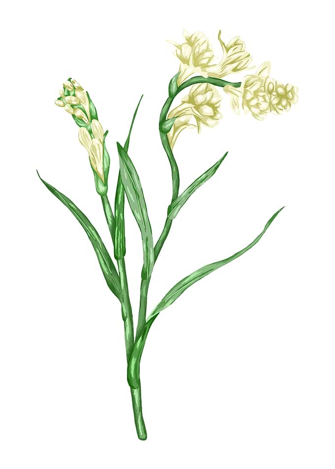 Tube Rose Botanical Art