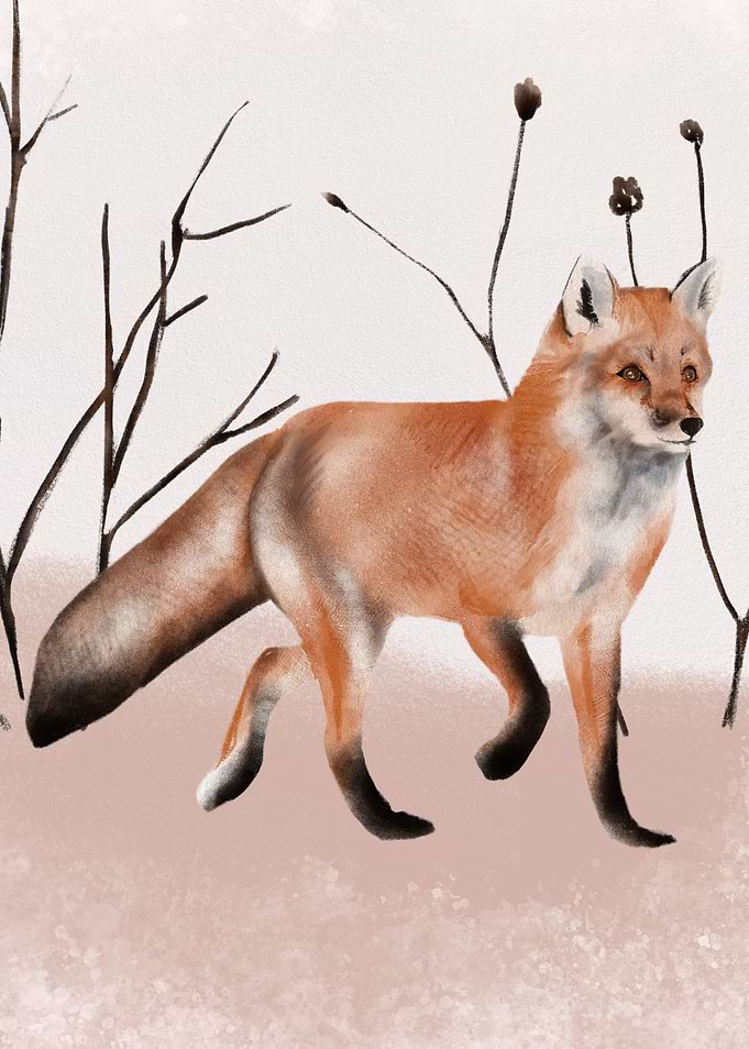 Fox