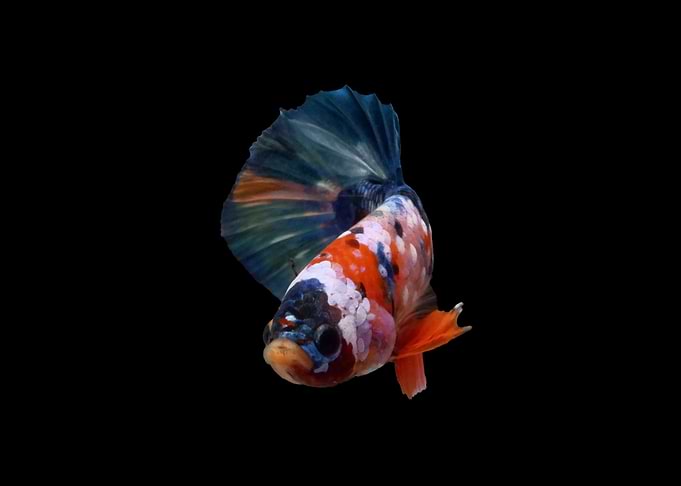 Orange Base Betta Fish