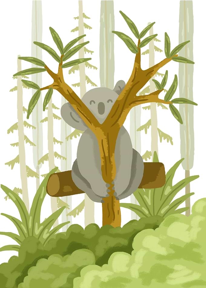 Koala Animals