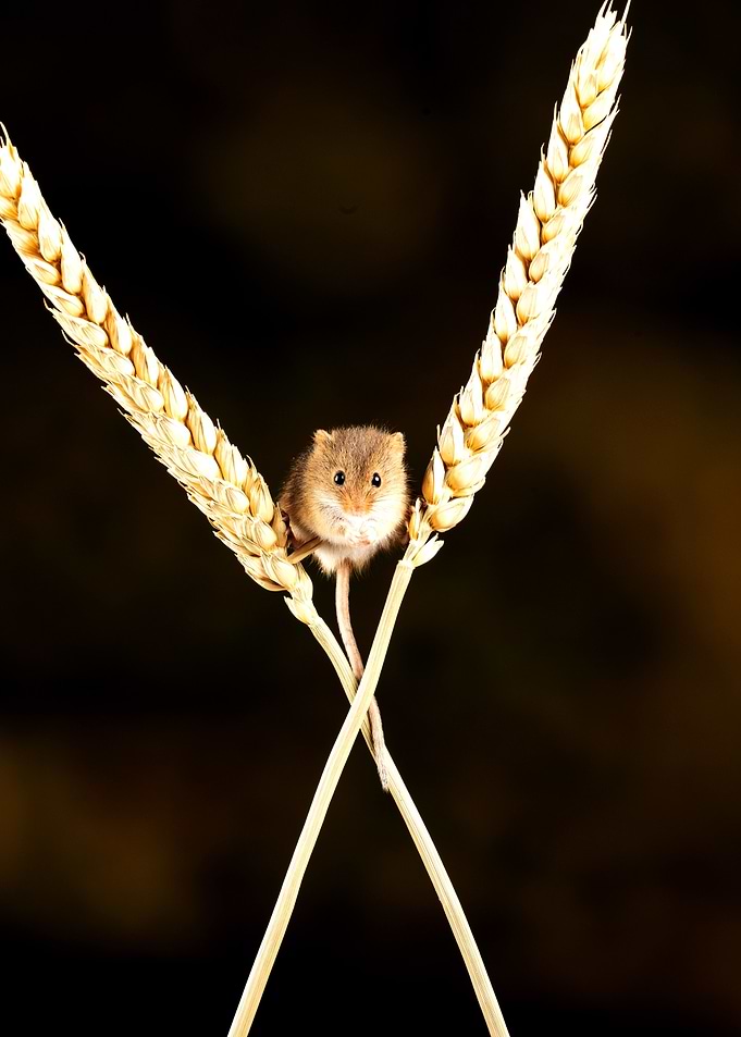 Balancing Act
