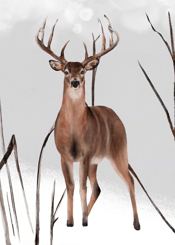 Deer