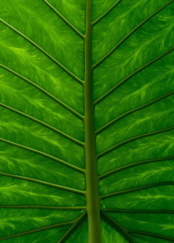Veins of Life