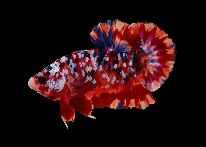 Tiger Multicolor Betta