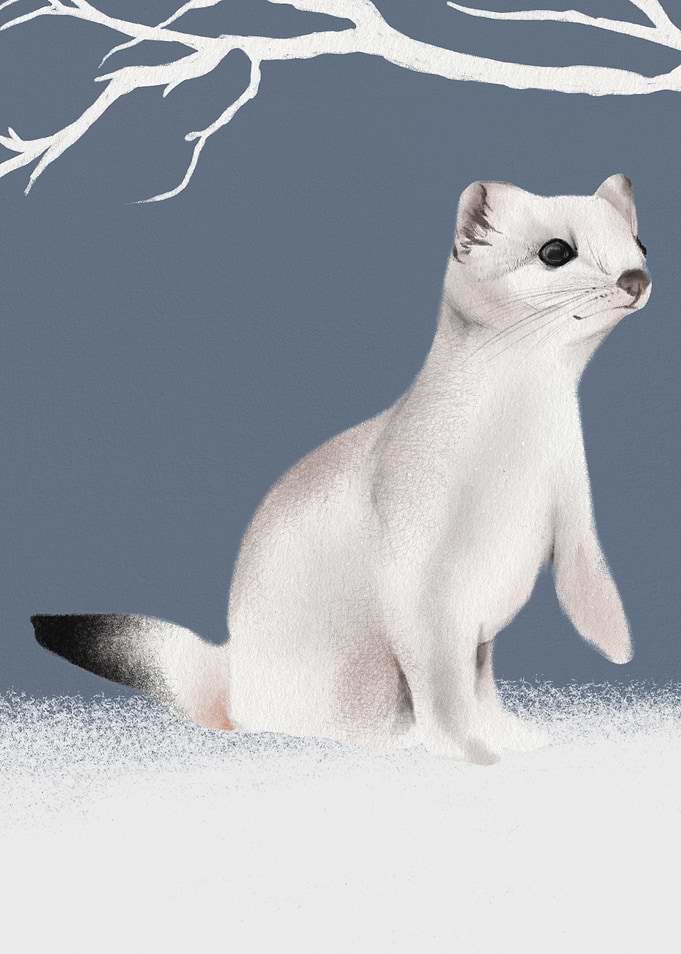 Weasel