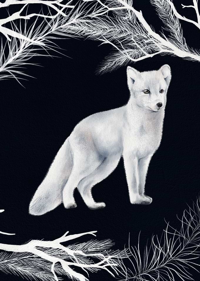 Arctic Fox
