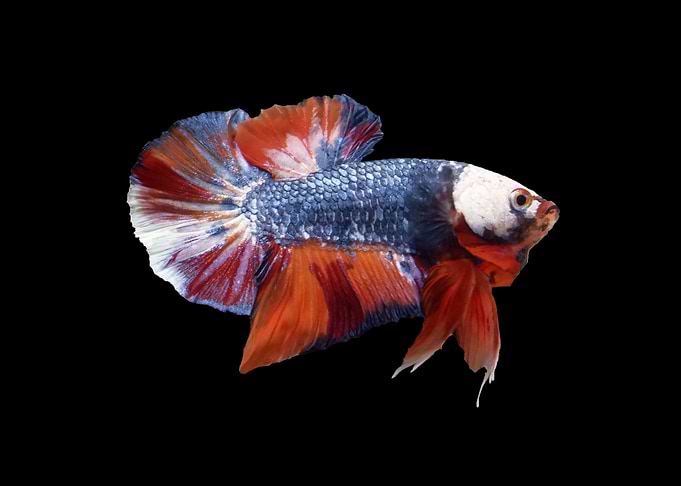 Candy Multicolor Betta