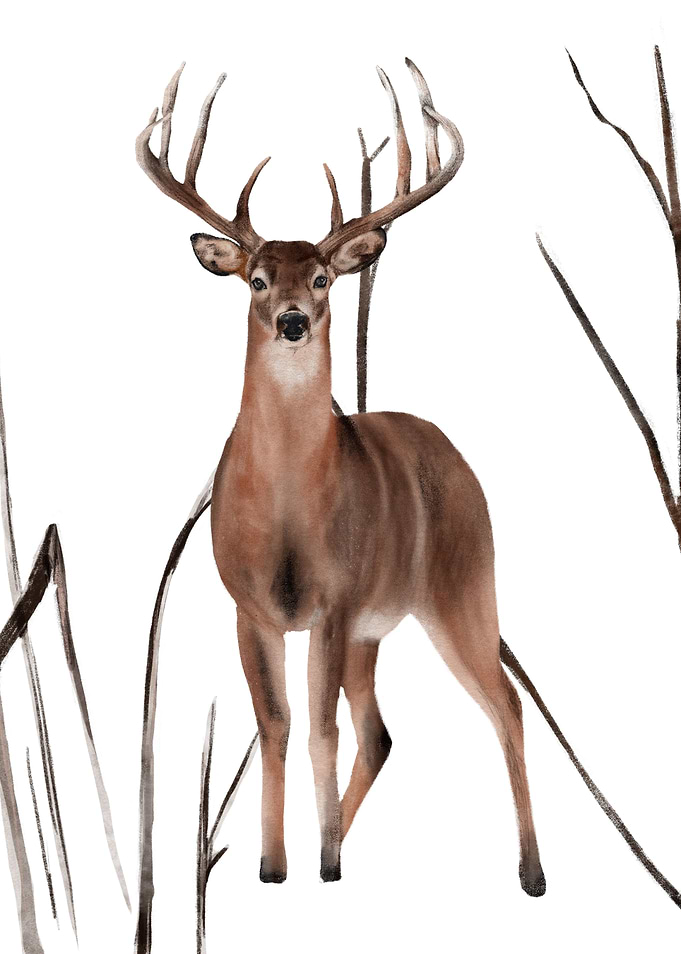 Snow Deer