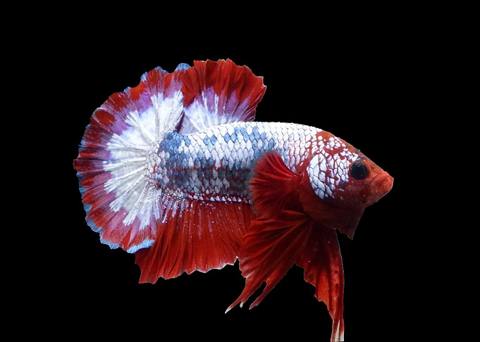 FCCP Betta Fish