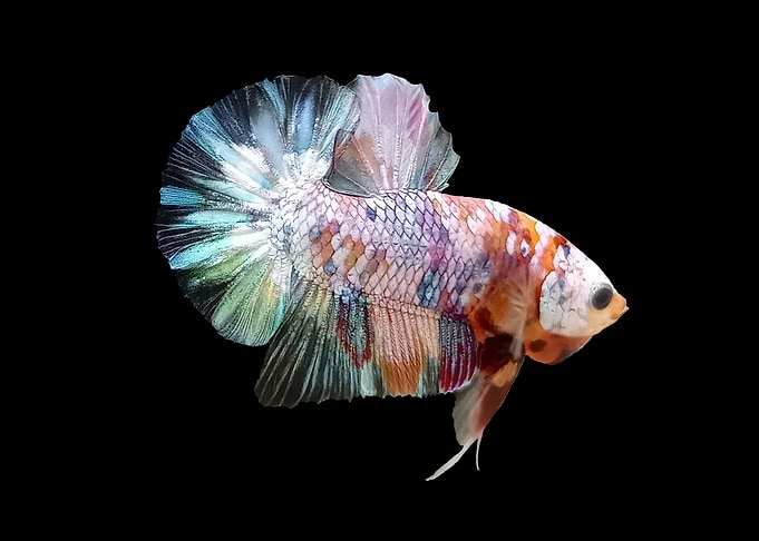 Multicolor Betta Fish