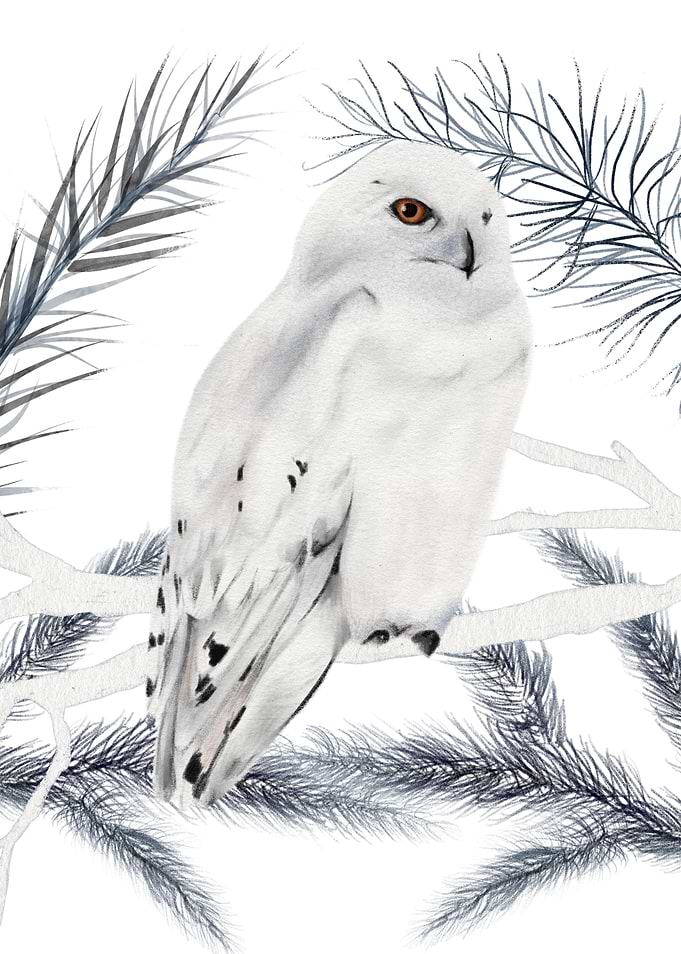 White Owl