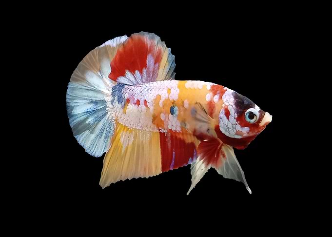 Yellow Base Betta Fish