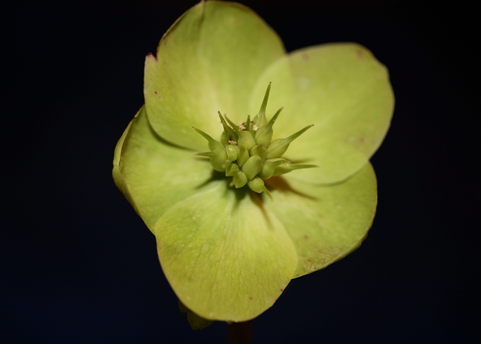 Helleborus flower close up