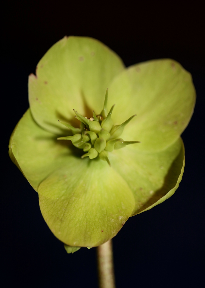 Helleborus flower close up