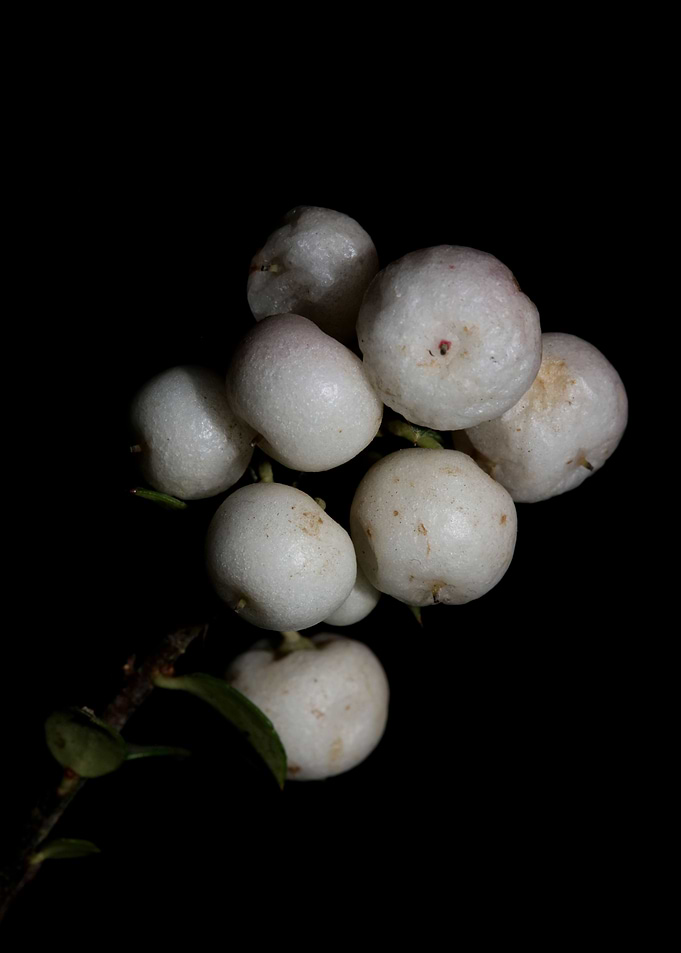 White symphoricarpos fruit