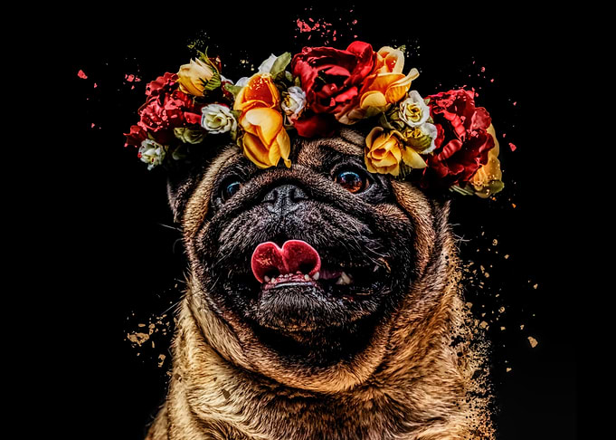 Flower pug