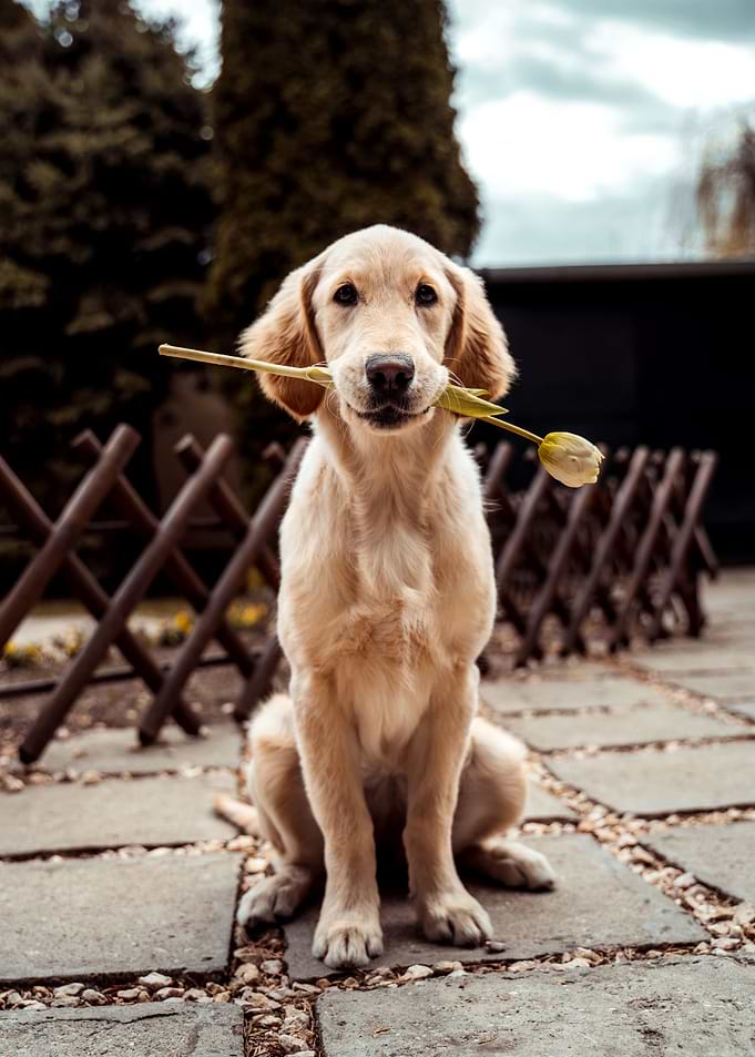 Fetch
