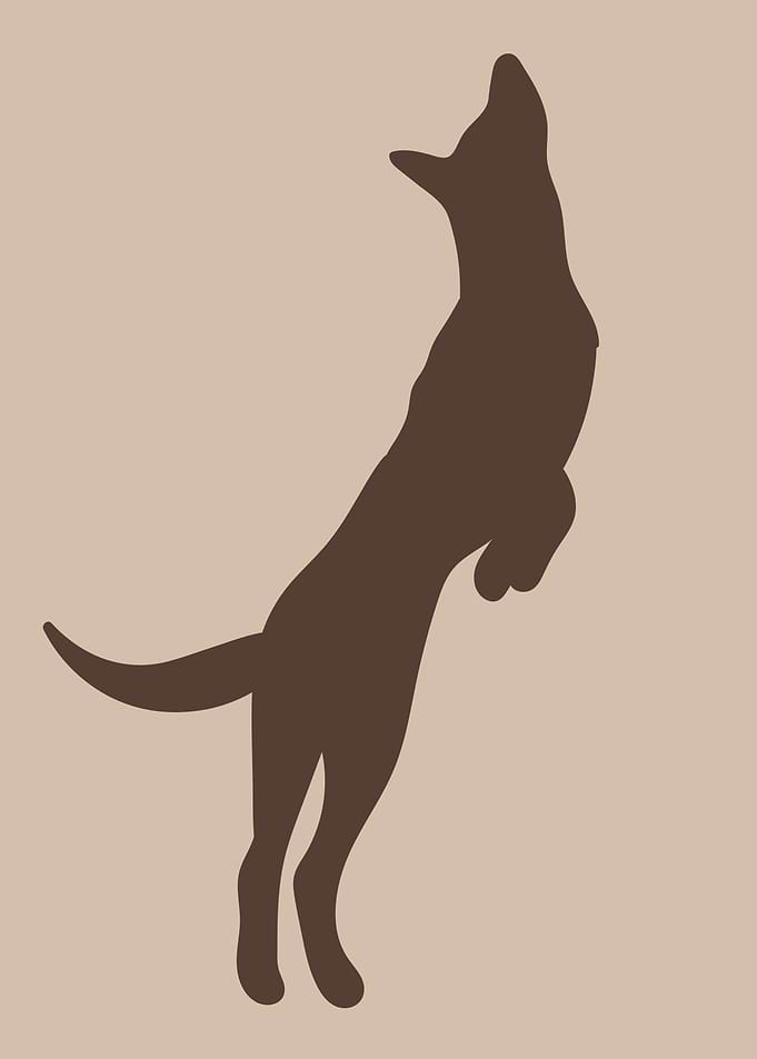 Cute Dog puppy pet animal