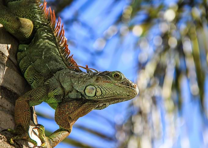 Iguana