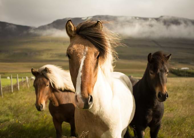 Horses