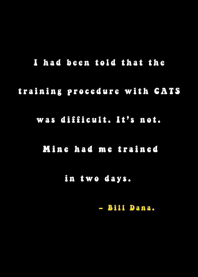 Cats Animal