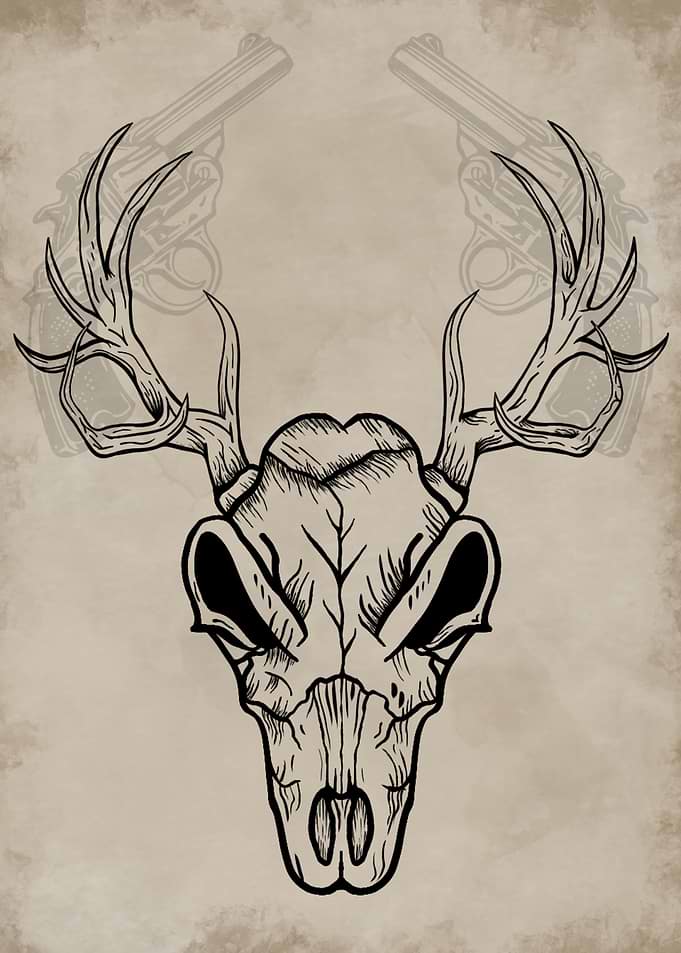 Western Deer Skull