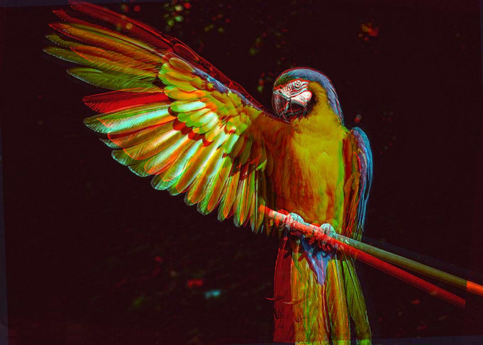 Bird Glitch