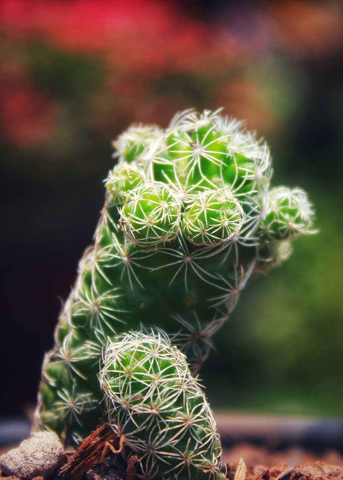 Cactus