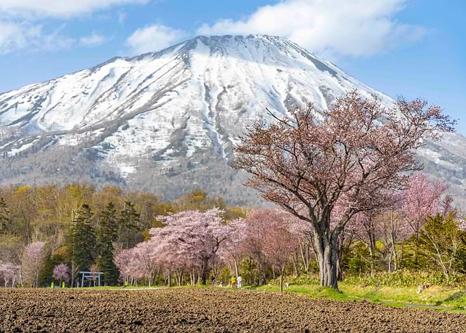 Cherry Blossom