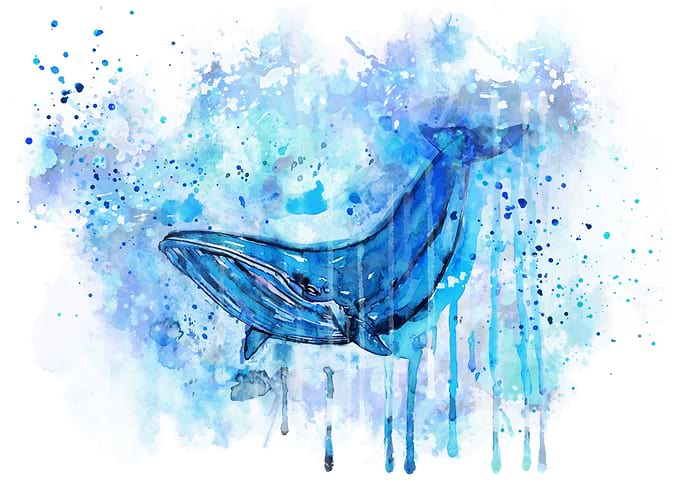 Humpback whale