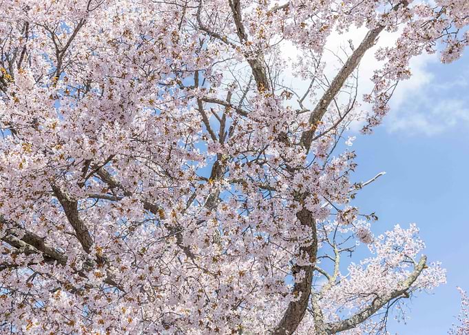 Japanese Cherry Blossom