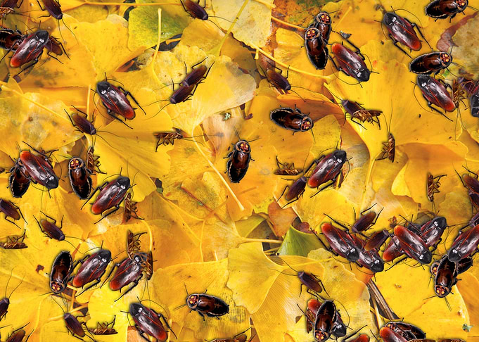 Cockroaches