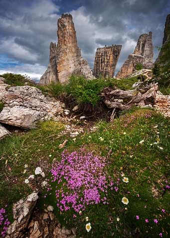 alpine flowers