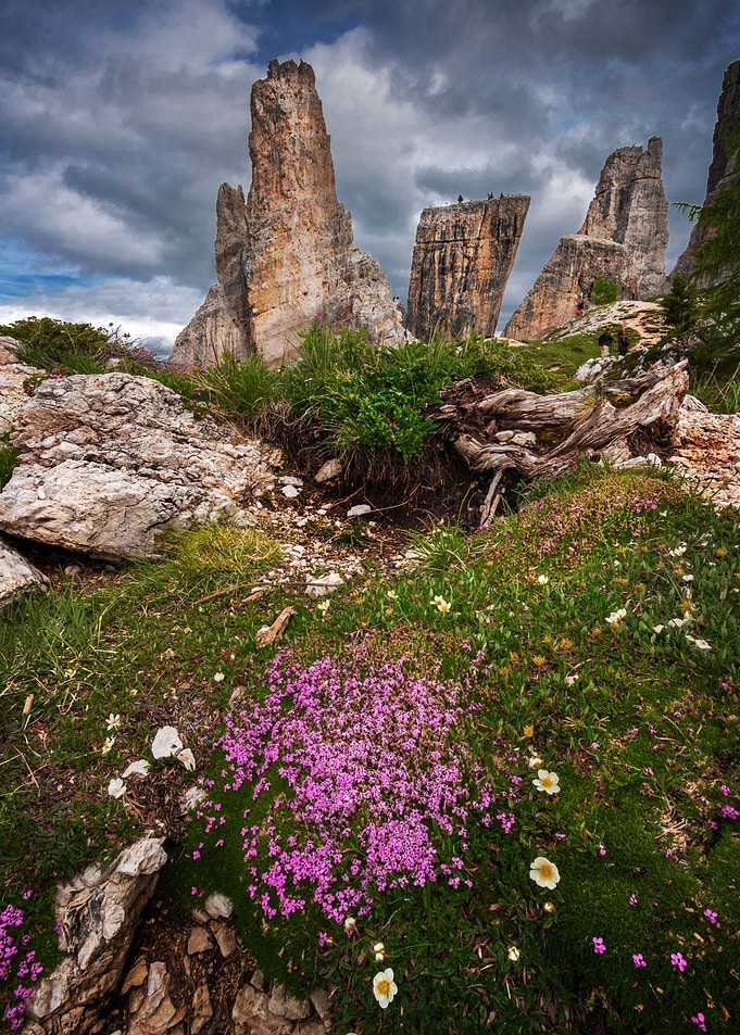 alpine flowers
