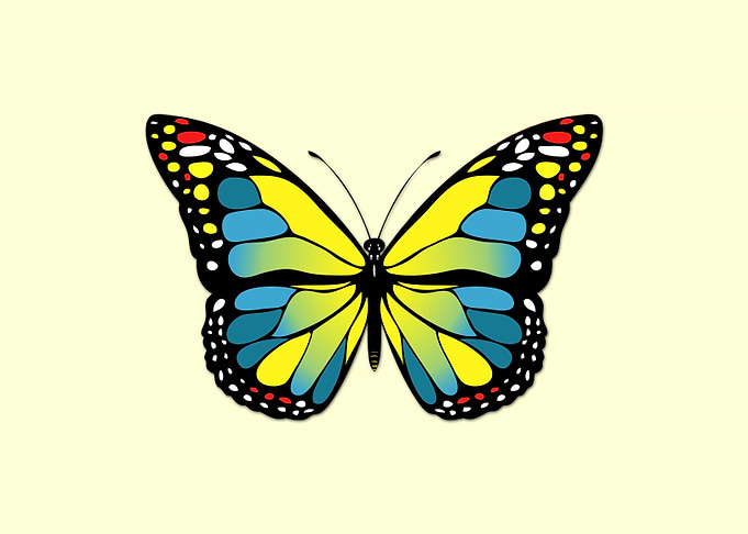 Blue and yellow butterfly