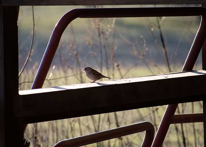 Sparrow resting