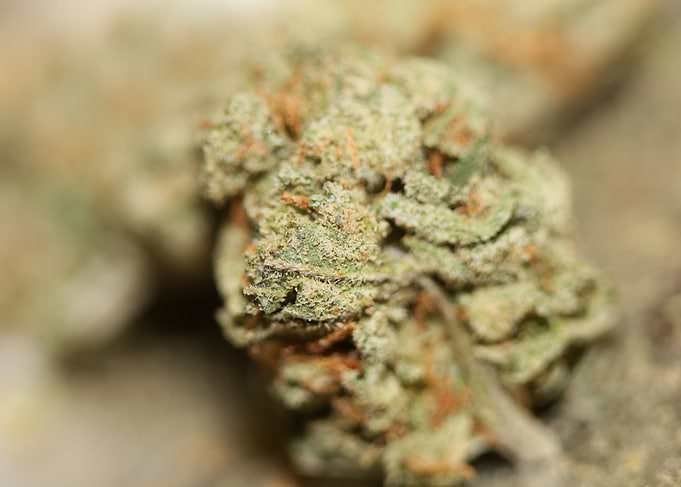 Cannabis sativa close up