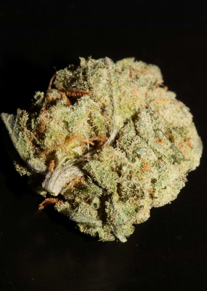 Super lemon haze close up
