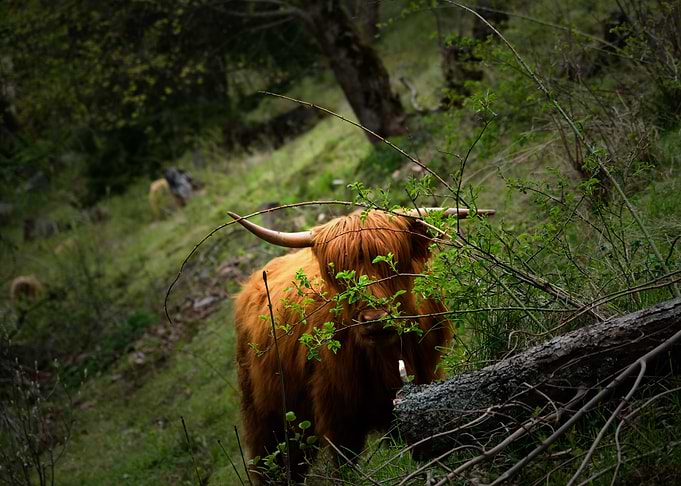 Princess of Highlands 1