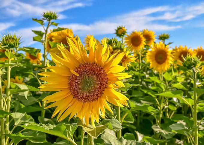 Sunflowers