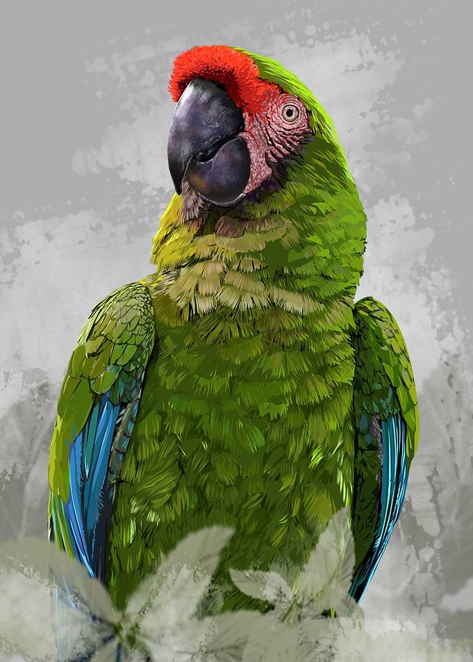 Tropical Parrot