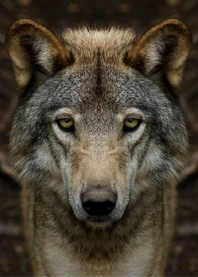 Timber wolf perfection